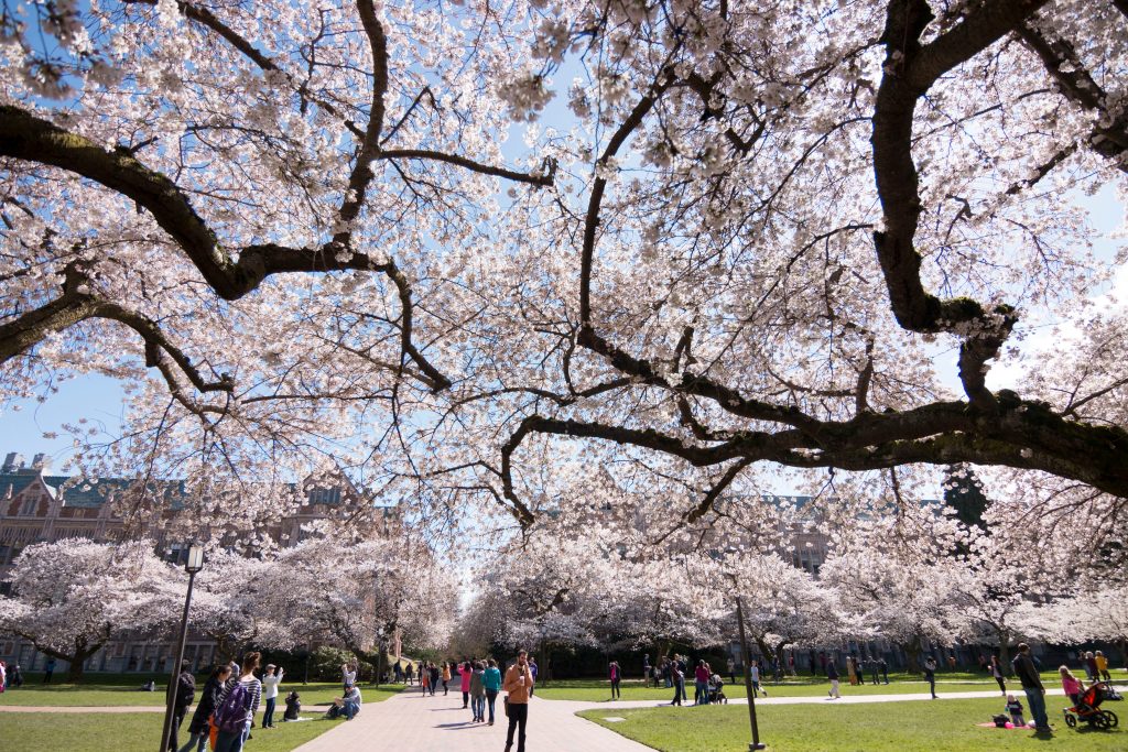 Cherry blossoms on the UW Quad