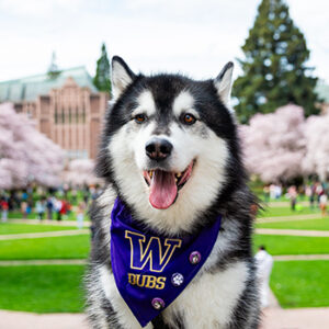 dubs wearing a uw neckerchief