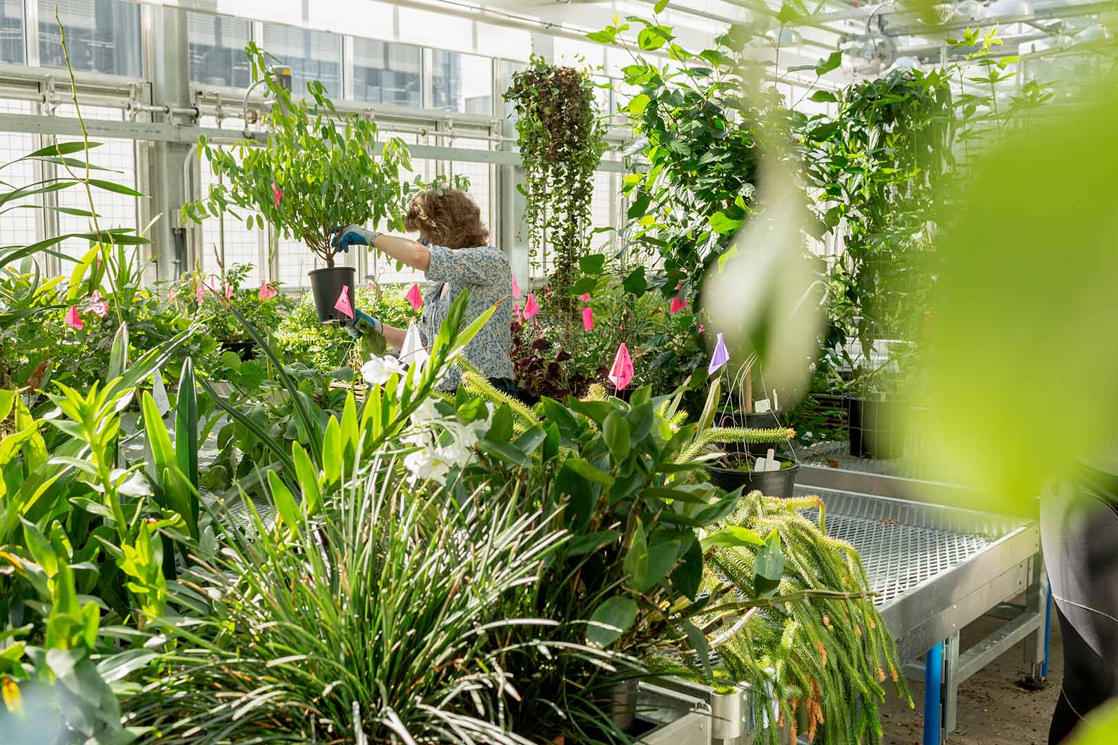 lush green plants inside the uw biology greenhouse