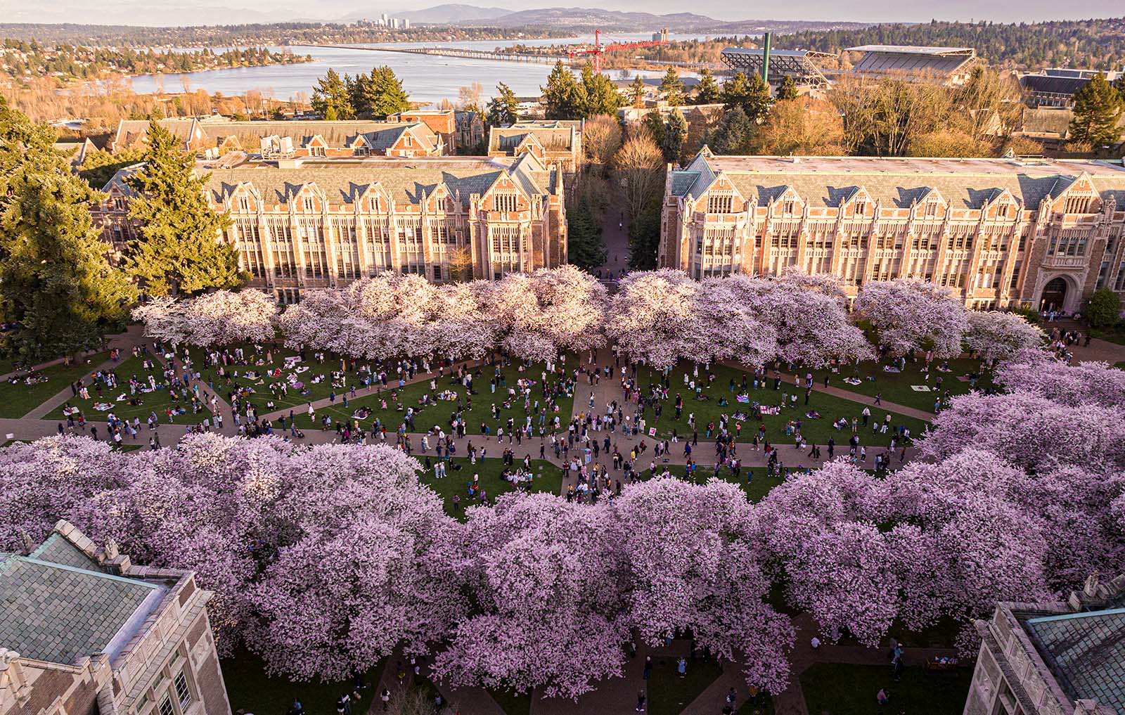 aerial view of the quad with cherry blossoms in bloom